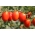 Pomidor gruntowy karłowy Granit - średniopóźny, twarde owoce