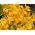 BIO Nasturcja wysoka - mieszanka kolorów - certyfikowane nasiona ekologiczne