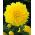 Dalia o ogromnych kwiatach - Kelvin Floodlight - 1 karpa