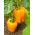 Papryka Etiuda - słodka pomarańczowa - 10 gram - 1500 nasion