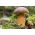 Podgrzybek brunatny – żywa grzybnia – większe opakowanie