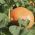 Dynia olbrzymia Melonowa Żółta - 100 gram - 400 nasion