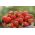 Truskawka Honeoye - wczesna o dużych owocach - 20 sadzonek