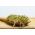 BIO Nasiona na kiełki -  Brokuł Raab - certyfikowane nasiona ekologiczne
