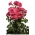 Róża parkowa różowa - sadzonka z bryłą korzeniową