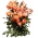 Róża parkowa pomarańczowa - sadzonka z bryłą korzeniową
