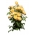 Róża parkowa żółta - sadzonka z bryłą korzeniową
