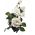 Róża wielkokwiatowa biała - sadzonka z bryłą korzeniową