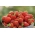 Truskawka Honeoye - wczesna o dużych owocach - sadzonka w doniczce