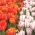Zestaw tulipanów w kolorze czerwonym i biało-fioletowym - 50 szt.