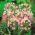 Czosnek różowy - Allium roseum - 20 cebulek
