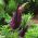 Dracunculus vulgaris - Smocza lilia - 1 cebula