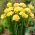 Frezja pojedyncza o kwiatach żółtych - Yellow  - 10 cebulek