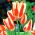 Tulipan Sylvia Warder - 5 cebulek