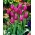 Tulipan liliokształtny Maytime - 5 cebulek
