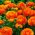 Jaskier azjatycki pomarańczowy - 10 cebulek