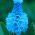 Szafirek błękitny - Muscari azureum - 10 cebulek