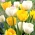 Zestaw tulipanów w kolorach białym i żółtym - 50 szt.