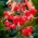 Lilia tygrysia - Red Tiger - 1 cebula