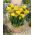 Frezja pełna o kwiatach żółtych - Yellow - 10 cebulek