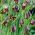 Szachownica Elwesa - Fritillaria elwesii - 5 cebulek