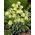 Szachownica bladokwiatowa - Fritillaria pallidiflora