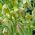 Szachownica hermońska - Fritillaria hermonis ssp. amana - 5 cebulek