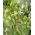 Szachownica hermońska - Fritillaria hermonis ssp. amana - 5 cebulek