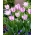 Tulipan Aria Card - opak. 5 szt.