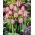 Tulipan Pink Impression - 5 cebulek