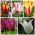Tulipan liliokształtny - zestaw wyjątkowych odmian - 50 szt.