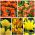 Tulipan pełny - zestaw odmian w odcieniach żółtego i pomarańczowego - 50 szt.