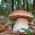 Borowik usiatkowany – żywa grzybnia – większe opakowanie