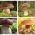 Borowik - zestaw czterech gatunków - szlachetny, brzozowy, sosnowy, usiatkowany - grzybnia