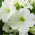 Petunia wielkokwiatowa - biała - 80 nasion