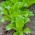 Baby Leaf - Sałata liściowa Lollo Bionda