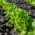 Sałata liściowa Salad Bowl zielona, dębolistna