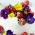 Kwiaty Jadalne - Bratek wielkokwiatowy - mieszanka kolorów
