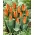 Tulipan niski pomarańczowy - Greigii orange - 5 cebulek