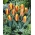 Tulipan niski czerwono-żółty - Greigii red-yellow - 5 cebulek