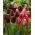 Magia wiosny - zestaw 2 odmian tulipanów - 40 szt.