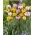Ogrodowa awangarda - zestaw 2 odmian tulipanów - 40 szt.