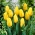 Tulipan żółty - Yellow - 5 cebulek
