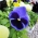 Bratek wielkokwiatowy – niebieski z czarną plamą - 400 nasion