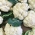Kalafior Delta - biały do uprawy wiosennej, letniej i jesiennej - 270 nasion