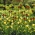 Zestaw - korona cesarska pomarańczowa, żółta i tulipan żółty - 14 szt.