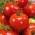 Pomidor gruntowy karłowy Bohun - bardzo wczesny, duże owoce!