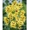 Ixia - Iksja Yellow Emperor - duża paczka! - 150 szt.