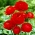 Jaskier azjatycki czerwony  - 10 cebulek