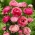 Jaskier azjatycki różowy - 10 cebulek